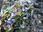 Viola rupestris