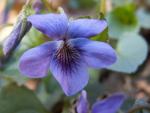 Violette odorante