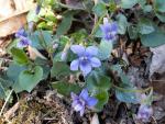 Violette odorante