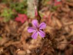 geranium herbe à robert