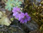 geranium pyrenaicum