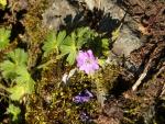 geranium pyrenaicum