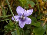 Pensée des Pyrénées