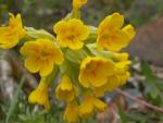 Primevère jaune