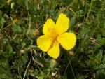 Hélianthème à grandes fleurs