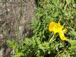 Méconopsis cambrica