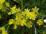 saxifrage jaune