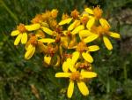 verge d'or