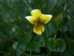 viola biflora