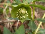 Hellebore fétide