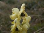Aconit anthora