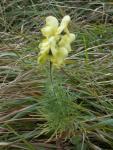 Aconit anthora