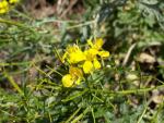 Roripa sylvestre