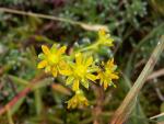saxifrage aizoides