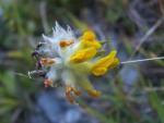 Anthyllis