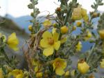 Molène faux phlomis