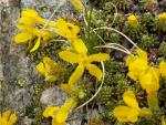 vitaliana primuliflora