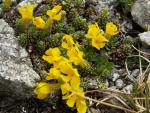vitaliana primuliflora