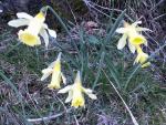 Narcisse bulbocodium