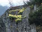 Narcisse bulbocodium