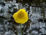 Méconopsis