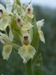 Orchis sureau