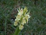 Orchis sureau