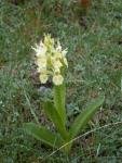 Orchis sureau