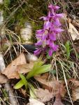 Orchis male