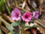 Pulmonaire affine