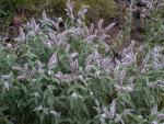 Menthe aquatique