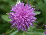 centaurea badensis