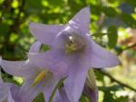Campanule barbue
