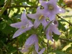 Campanule barbue