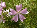 malva moschata