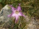 Oeillet de Sternberg