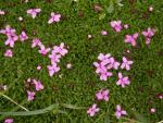 Silene sans tige