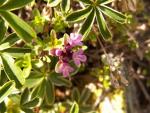 Thym des montagnes