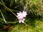 Armaria aliacea