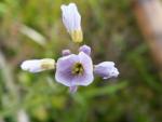 cardamine des prés
