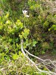 cardamine des près