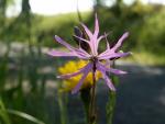 Fleur de Coucou
