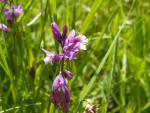 polygala comosa