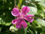 silene dioique