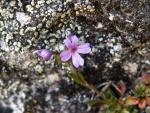 Gypsophile rampante