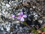 Gypsophile rampante