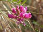 Sainfoin