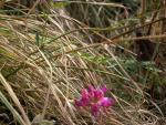 Sainfoin