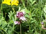 Thymus pulegioides