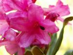 Rhododendron ferrugineux